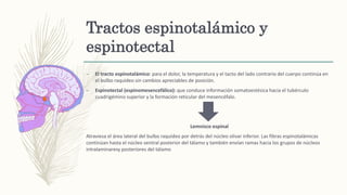 Tractos espinotalámico y
espinotectal
– El tracto espinotalámico: para el dolor, la temperatura y el tacto del lado contrario del cuerpo continúa en
el bulbo raquídeo sin cambios apreciables de posición.
– Espinotectal (espinomesencefálico): que conduce información somatoestésica hacia el tubérculo
cuadrigémino superior y la formación reticular del mesencéfalo.
Lemnisco espinal
Atraviesa el área lateral del bulbo raquídeo por detrás del núcleo olivar inferior. Las fibras espinotalámicas
continúan hasta el núcleo ventral posterior del tálamo y también envían ramas hacia los grupos de núcleos
intralaminaresy posteriores del tálamo
 