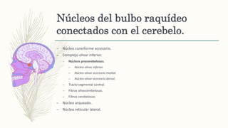 Núcleos del bulbo raquídeo
conectados con el cerebelo.
– Núcleo cuneiforme accesorio.
– Complejo olivar inferior.
– Núcleos precerebelosos.
– Núcleo olivar inferior.
– Núcleo olivar accesorio medial.
– Núcleo olivar accesorio dorsal.
– Tracto segmental central.
– Fibras olivocerebelosas.
– Fibras cerebelosas.
– Núcleo arqueado.
– Núcleo reticular lateral.
 