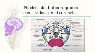 Núcleos del bulbo raquídeo
conectados con el cerebelo.
 
