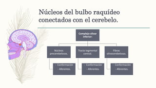 Núcleos del bulbo raquídeo
conectados con el cerebelo.
Complejo olivar
inferior:
Núcleos
precerebelosos.
- Conformación
- Aferentes.
Tracto tegmental
central.
- Conformación
- Aferentes.
Fibras
olivocerebelosas.
- Conformación
- Aferentes.
 