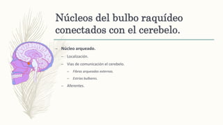 Núcleos del bulbo raquídeo
conectados con el cerebelo.
– Núcleo arqueado.
– Localización.
– Vias de comunicación el cerebelo.
– Fibras arqueadas externas.
– Estrías bulbares.
– Aferentes.
 
