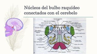 Núcleos del bulbo raquídeo
conectados con el cerebelo
 