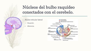 Núcleos del bulbo raquídeo
conectados con el cerebelo.
– Núcleo reticular lateral
– Situación.
– Aferencia.
 