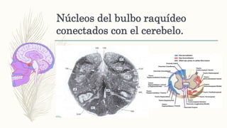Núcleos del bulbo raquídeo
conectados con el cerebelo.
– Núcleo reticular lateral
– Situación.
– Aferencia.
 