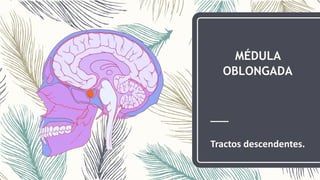 MÉDULA
OBLONGADA
Tractos descendentes.
 