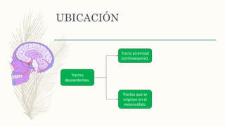 UBICACIÓN
Tractos
descendentes.
Tracto piramidal
(corticoespinal).
Tractos que se
originan en el
mesencéfalo.
 