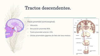 Tractos descendentes.
– Tracto piramidal (corticoespinal).
– Ubicación.
– Decusación piramidal 85%.
– Tracto piramidal anterior 15%.
– Células piramidales gigantes de Betz del área motora.
 