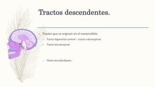 Tractos descendentes.
– Tractos que se originan en el mesencéfalo.
– Tracto tegmental central – tracto rubroespinal.
– Tracto tecnoespinal.
– Fibras tecnobulbares.
 