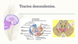Tractos descendentes.
 