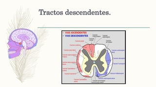 Tractos descendentes.
 