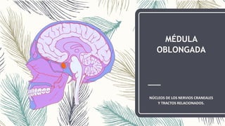 MÉDULA
OBLONGADA
NÚCLEOS DE LOS NERVIOS CRANEALES
Y TRACTOS RELACIONADOS.
 