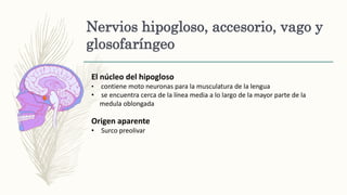 Nervios hipogloso, accesorio, vago y
glosofaríngeo
El núcleo del hipogloso
• contiene moto neuronas para la musculatura de la lengua
• se encuentra cerca de la línea media a lo largo de la mayor parte de la
medula oblongada
Origen aparente
• Surco preolivar
 