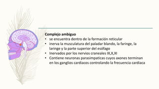 Complejo ambiguo
• se encuentra dentro de la formación reticular
• inerva la musculatura del paladar blando, la faringe, la
laringe y la parte superior del esófago
• Inervados por los nervios craneales IX,X,XI
• Contiene neuronas parasimpaticas cuyos axones terminan
en los ganglios cardiacos controlando la frecuencia cardiaca
 