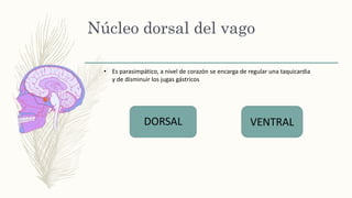 Núcleo dorsal del vago
DORSAL VENTRAL
• Es parasimpático, a nivel de corazón se encarga de regular una taquicardia
y de disminuir los jugas gástricos
 