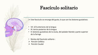 Fascículo solitario
 Este fascículo se encarga del gusto, lo que son los botones gustativos:
• VII: 2/3 anteriores de la lengua
• IX: tercio posterior de la lengua
• X: botones gustativos de la úvula, del paladar blando y parte superior
de la faringe
• Núcleo del fascículo solitario :
 Porción Cefálica
 Porción Caudal
 