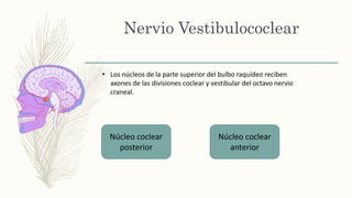 Nervio Vestibulococlear
Núcleo coclear
posterior
Núcleo coclear
anterior
• Los núcleos de la parte superior del bulbo raquídeo reciben
axones de las divisiones coclear y vestibular del octavo nervio
craneal.
 