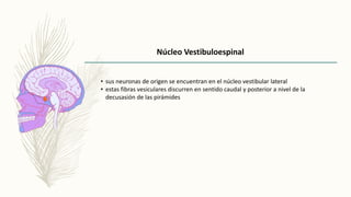 Núcleo Vestibuloespinal
• sus neuronas de origen se encuentran en el núcleo vestibular lateral
• estas fibras vesiculares discurren en sentido caudal y posterior a nivel de la
decusasión de las pirámides
 