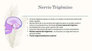 Nervio Trigémino
• El nervio trigémino aporta un tracto y un núcleo a la estructura interna del
bulbo raquídeo
• Muchas fibras de la raíz sensitiva del trigémino giran en sentido caudal al
entrar en la protuberancia, formando el tracto espinal del trigémino
• Sensibilidad de la cara, parte superior del cuello
• transmite información del dolor, la temperatura y el tacto procedentes
• Núcleo espinal del trigémino: se encuentra a lo largo del tracto en
posición medial
• Tracto trigeminotalamico anterior
 