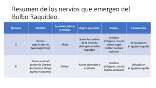 Resumen de los nervios que emergen del
Bulbo Raquídeo.
Numero Nombre
Sensitivo, Motor
o Ambos.
Origen aparente. Núcleo. Localización
X
Nervio
vago (o Nervio
Neumogástrico)
Mixto
Surco Retroolivar
de la medulla
oblongata o Bulbo
raquídeo
Nucleus
ambiguus, núcleo
dorsal vagal
motor, núclveo
solitario
Se localiza en
el agujero yugular
XI
Nervio espinal
(o Nervio Craneal
Accesorio o Nervio
Espinal Accesorio)
Motor
Raíces craneales y
espinales
Nucleus
ambiguus, núcleo
espinal accesorio
Ubicado en
el agujero yugular
 