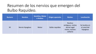 Resumen de los nervios que emergen del
Bulbo Raquídeo.
Numero Nombre
Sensitivo, Motor
o Ambos.
Origen aparente. Núcleo. Localización
XII Nervio hipogloso Motor Bulbo raquídeo
Nucleus
ambiguus, núcleo
dorsal vagal
motor, núclveo
solitario
Se localiza en
el canal del
hipogloso
 