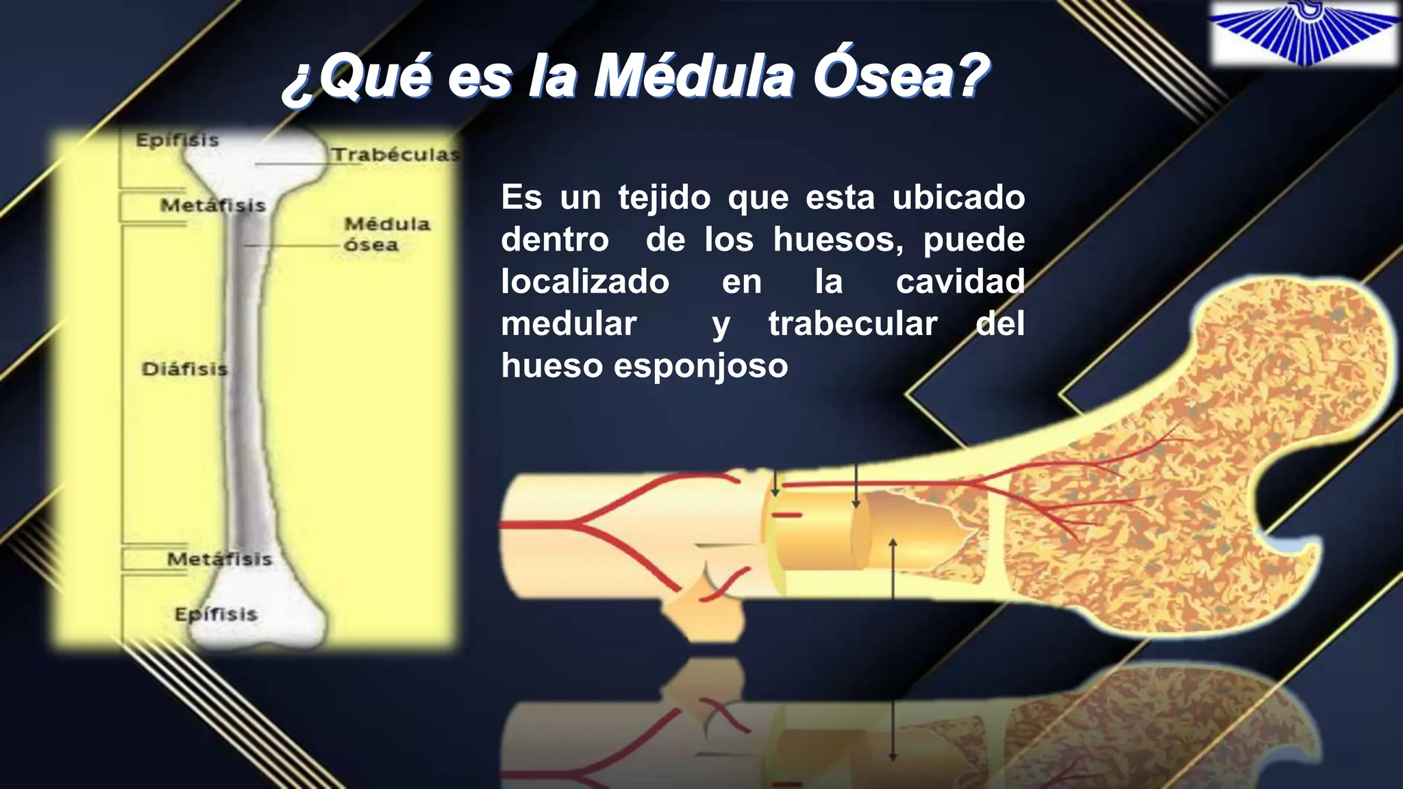 Medula sea Presentaci n B sica E Ilustrada PPTX medula-sea-presentaci-n-b-sica-e-ilustrada-pptx