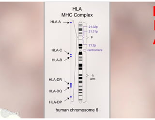 Desmistificando a Doação e o Transplante de Medula Óssea