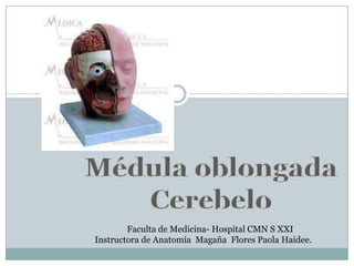 Faculta de Medicina- Hospital CMN S XXI
Instructora de Anatomía Magaña Flores Paola Haidee.
 