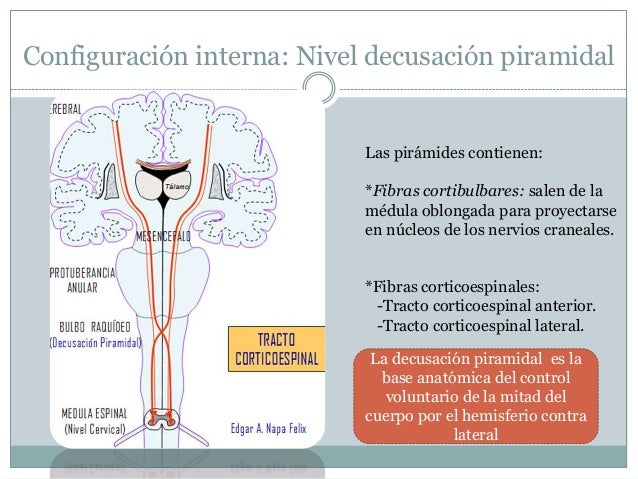 Medula Y Cerebelo