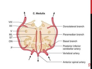 Medulla | PPTX