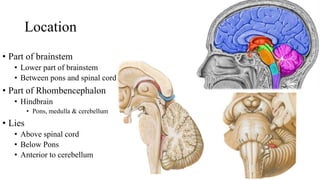 Lower Brainstem Medulla | PDF
