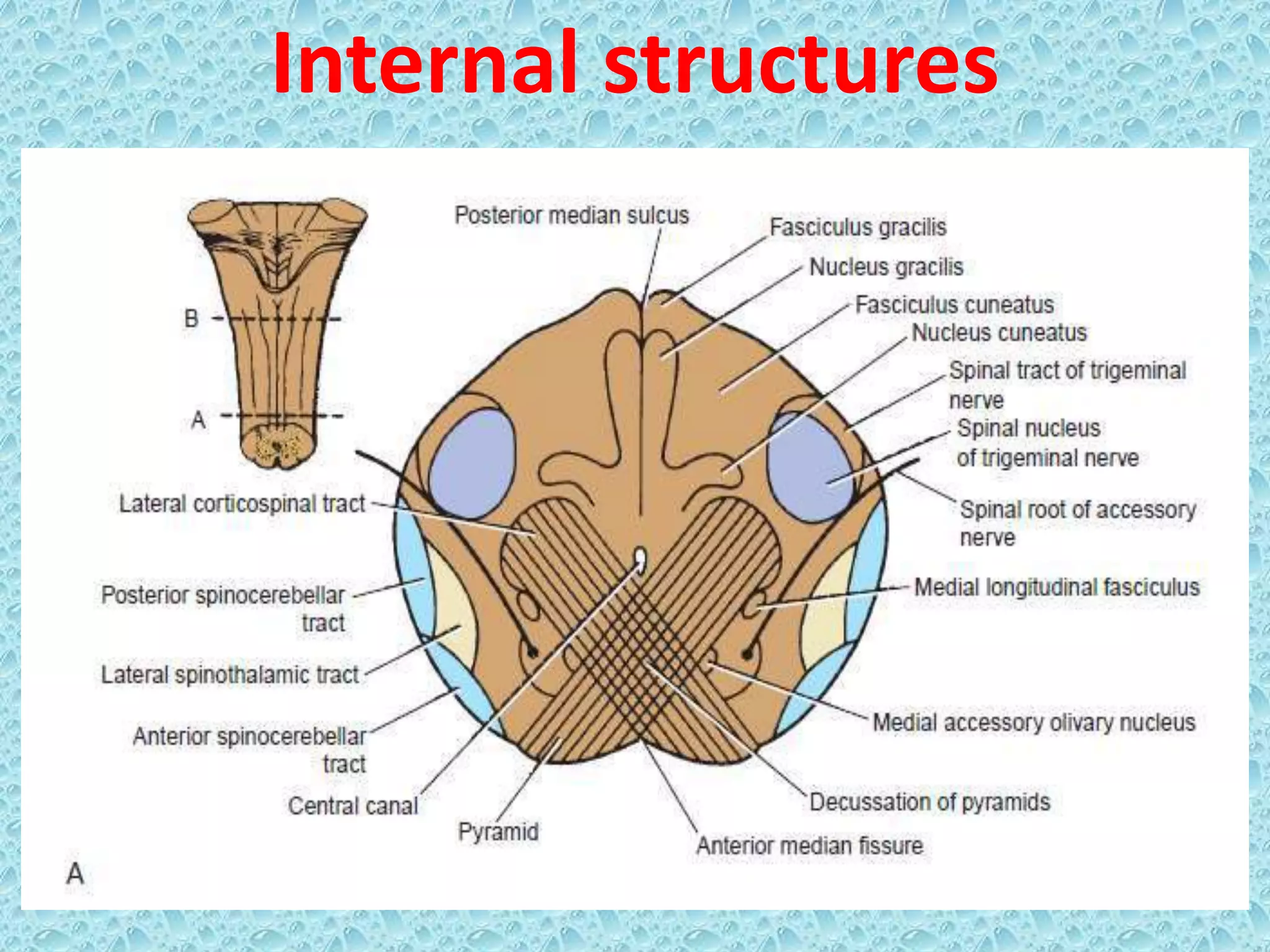 detailed-anatomy-of-medulla-oblongata-ppt-pptx