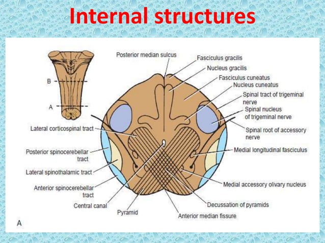 Detailed Anatomy of Medulla Oblongata ppt | PPTX | Brain and Nervous ...