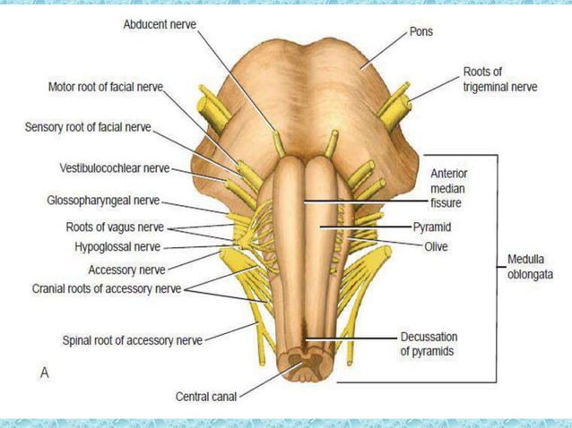 Detailed Anatomy of Medulla Oblongata ppt | PPTX | Brain and Nervous ...