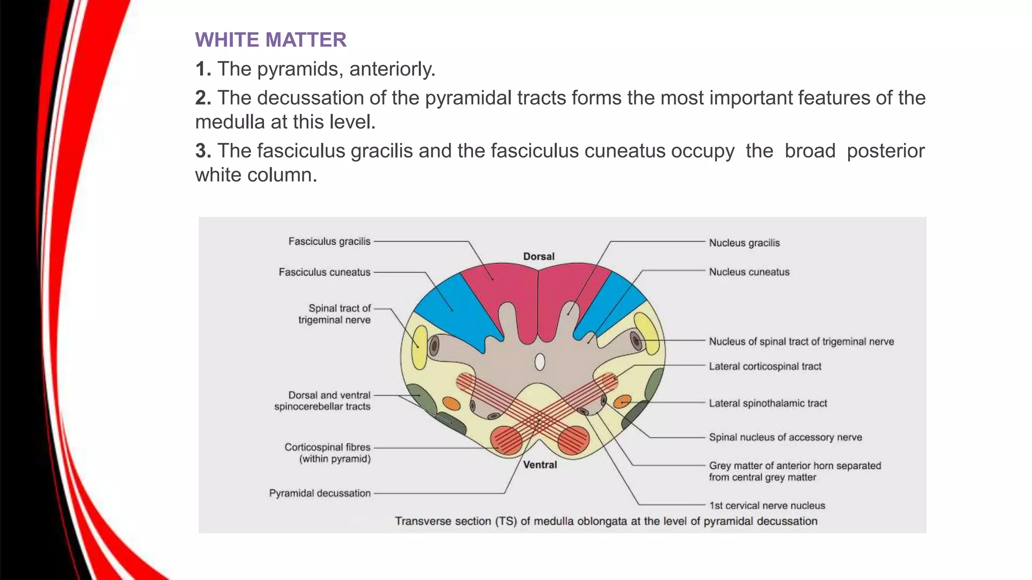 MEDULLA OBLONGATA.pptx