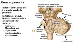 Comprehensive Anatomy and Clinical Insights of the Medulla Oblongata | PPTX