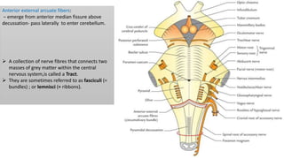 Posterior External Arcuate Fibers