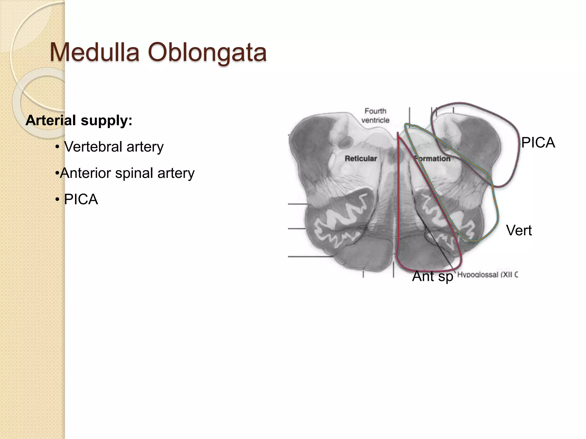 Medulla Oblongata PPTX medulla-oblongata-pptx