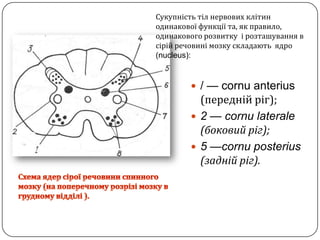 Сукупністьтілнервовихклітинодинаковоїфункції та, як правило,  одинакового розвиткуірозташування в сірійречовинімозкускладаютьядро (nucleus):/ — cornuanterius (переднійріг);2 — cornulaterale (боковийріг); 5 —cornuposterius (заднійріг).Схема ядер сіроїречовини спинного мозку(на поперечному розрізімозкув грудному відділі ).