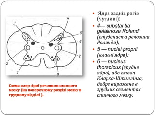 Ядра задніхрогів(чутливі):4— substantiagelatinosaRolandi (студениста речовина Роланда);5 — nuclei proprii(власні ядра);6 — nucleus thoracicus (груднеядро), абостовп  Кларка-Штиллінга, добре вираженев груднихсегментах спинного мозку.Схема ядер сіроїречовини спинного мозку(на поперечному розрізімозкув грудному відділі ).