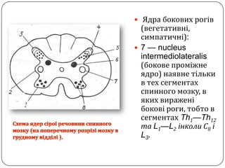 Ядра боковихрогів(вегетативні, симпатичні):7 — nucleus intermediolateralis (боковепроміжнеядро) наявнетільки в тех сегментах спинного мозку, в якихвираженібоковіроги, тобтовсегментахTh1—Th12 та L1—L2інколи С8іL3.Схема ядер сіроїречовини спинного мозку(на поперечному розрізімозкув грудному відділі ).