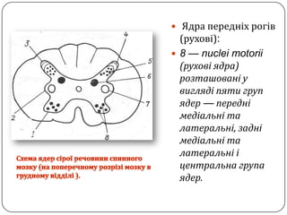 Ядра передніхрогів (рухові):8 — nuclei motorii(рухові ядра) розташовані у вигляді пяти групядер —переднімедіальні та латеральні, заднімедіальніталатеральніі центральна групаядер.Схема ядер сіроїречовини спинного мозку(на поперечному розрізімозкув грудному відділі ).