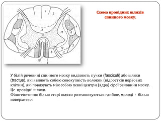 Схема провіднихшляхівспинного мозку. У білійречовині спинного мозкувиділяють пучки (fasciculi)або шляхи(tractus),якіявляють собою совокупністьволокон (відростківнервовихклітин), якіповязуютьміж собою певніцентри(ядра) сіроїречовинимозку.  Цепровідні шляхи. Філогенетичнобільшстарі шляхи розташовуютьсяглибше, молоді-  більшповерхнево: