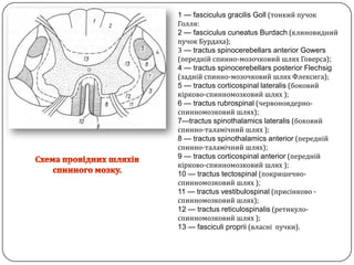 1 — fasciculus gracilisGoll (тонкий пучок Голля: 2 — fasciculus cuneatusBurdach (клиновиднийпучок Бурдаха);3— tractusspinocerebellars anterior Gowers (переднійспинно-мозочковий шлях Говерса);4 — tractusspinocerebellars posterior Flechsig (заднійспинно-мозочковий шлях Флексига);5 — tractuscorticospinallateralis (боковийкірково-спинномозковий шлях );6 — tractusrubrospinal(червоноядерно-спинномозковий шлях);7—tractus spinothalamicslateralis (боковийспинно-таламічний шлях );8 — tractusspinothalamics anterior (переднійспинно-таламічний шлях);9 — tractuscorticospinal anterior (переднійкірково-спинномозковий шлях );10 — tractustectospinal (покришечно-спинномозковий шлях );11 — tractusvestibulospinal(присінково -спинномозковий шлях);12 — tractusreticulospinalis (ретикуло-спинномозковий шлях );13 — fasciculiproprii(власніпучки).Схема провіднихшляхівспинного мозку. 