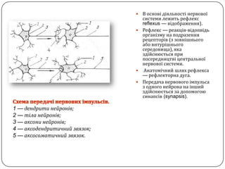 В основідіяльностінервовоїсистемилежить рефлекс reflexus —відображення).Рефлекс —реакція-відопвідьорганізму на подразеннярецепторів (ззовнішньогоабовнтурішньогосередовища), яка здійснюється при посередництвіцентральноїнервовоїсистеми.Анатомічний шлях рефлекса — рефлекторна дуга.Передача нервовогоімпульса з одного нейрона на іншийздійснюється за допомогоюсинапсів (synapsis).Схема передачінервовихімпульсів.1 —дендритинейронів;2 —тіланейронів;3 —аксонинейронів;4 —аксодендритичнийзвязок;5 —аксосоматичнийзвязок.