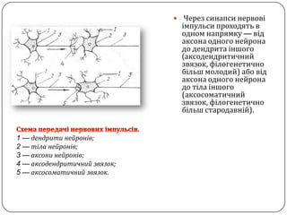 Через синапсинервовіімпульсипроходять в одном напрямку—від аксона одного нейрона до дендрита іншого(аксодендритичнийзвязок, філогенетичнобільшмолодий) абовід аксона одного нейрона до тілаіншого (аксосоматичнийзвязок, філогенетичнобільшстародавній).Схема передачінервовихімпульсів.1 —дендритинейронів;2 —тіланейронів;3 —аксонинейронів;4 —аксодендритичнийзвязок;5 —аксосоматичнийзвязок.