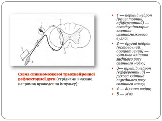 1 — перший нейрон (рецепторний, афферентний) —псевдоуніполярнаклетінаспинномозковоговузла;2 —другий нейрон (вставочний, асоціативний) —чутливаклітиназаднього рогу спинного мозку;3—третій нейрон (ефферентний) —руховаклітинапереднього рогу спинного мозку;4 —ділянкашкіри;5 —м'яз.Схема спинномозковоїтрьохнейронноїрефлекторної дуги (стрілкамивказанонапрямокпроведенняімпульсу):