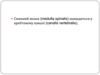 Спинниймозок (medulla spinalis)знаходиться у хребтовому каналі (canalisvertebralis).