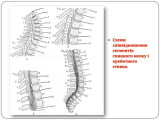 Схемиспіввідношеннясегментів спинного мозкуі хребетного стовпа.