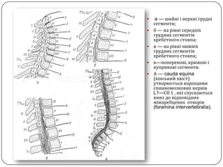 a —шийнііверхнігруднісегменти; б — на рівнісередніхгруднихсегментів хребетного стовпа;в — на рівнінижніхгруднихсегментів хребетного стовпа;в—поперекові, крижовіікуприковісегменти.А — caudaequina (кінськийхвіст) утворюєтьсякорінцямиспинномозковихнервів L1—С0 1 , якіспускаються вниз до відповіднихміжхребцевих отворів (foramina intervertebralia).