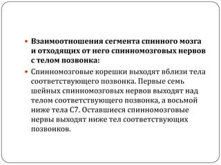 Взаимоотношения сегмента спинного мозга и отходящих от него спинномозговых нервов с телом позвонка:Спинномозговые корешки выходят вблизи тела соответствующего позвонка. Первые семь шейных спинномозговых нервов выходят над телом соответствующего позвонка, а восьмой ниже тела С7. Оставшиеся спинномозговые нервы выходят ниже тел соответствующих позвонков.